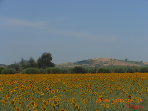 girasole-1