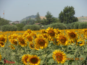 girasole-2